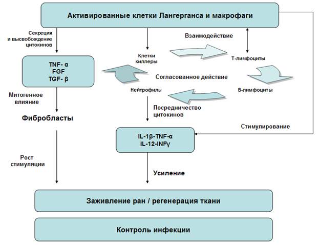 Проанализируйте диаграмму содержание вещества x в клетках кишечной палочки нормального генотипа