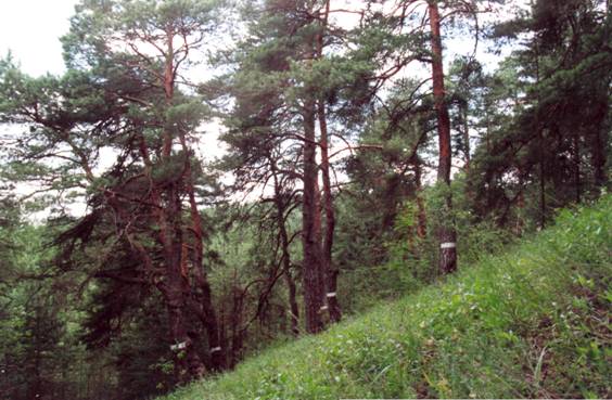 лес сосновый бор новокузнецк. угрюм река манская петля. конев бор лес. осень лес тишина. осенний пасмурный лес.