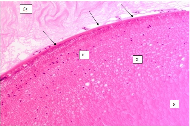 Схема строения хрусталика гистология