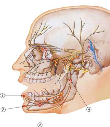 Лицевой нерв челюсти. Тройничный нерв. Воспаление тройничного нерва верхней челюсти. Тройничный нерв нижней челюсти. Воспаление тройничного нерва в нижней челюсти.