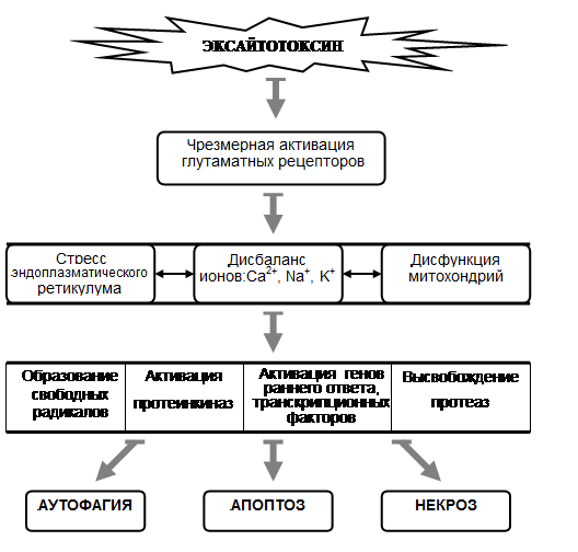 Блок схема исходы некроза