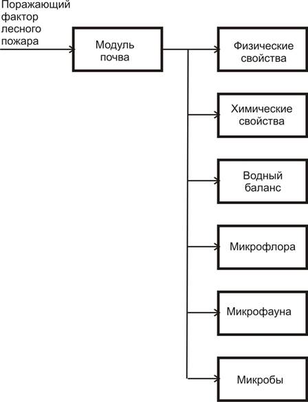 На рисунке показаны возникающие после лесного пожара