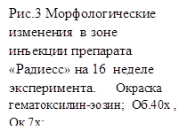 Рис.3 Морфологические изменения в зоне инъекции препарата «Радиесс» на 16 неделе эксперимента. Окраска гематоксилин-эозин; Об.40х , Ок.7х;