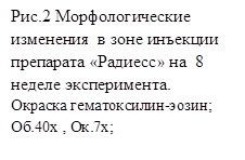 Рис.2 Морфологические изменения в зоне инъекции препарата «Радиесс» на 8 неделе эксперимента. Окраска гематоксилин-эозин; Об.40х , Ок.7х;
гематоксилин-эозин; Об.40х , Ок.7х; 1-