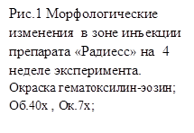 Рис.1 Морфологические  изменения  в зоне инъекции препарата «Радиесс» на  4  неделе эксперимента.    Окраска гематоксилин-эозин;  Об.40х , Ок.7х;
