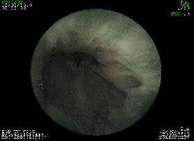 sDSC00003.TIF