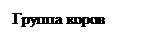 Подпись: Группа коров