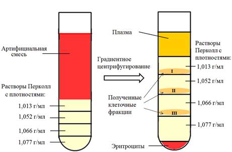 Фракционирования плазмы. Плазма крови после центрифугирования. Выделение лейкоцитов на градиенте плотности. Центрифугирование в градиенте плотности.