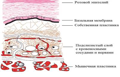 Слои полости рта. Послойное строение слизистой оболочки полости рта. Гистологическое строение слизистой оболочки ротовой полости. Послойное строение слизистой полости рта. Строение слизистой полости рта слои.