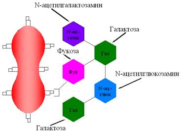 рис2а_цвет