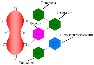 рис2б_цвет