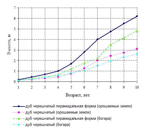 Рост дуба. Дуб черешчатый скорость роста. Рост дуба по годам. Скорость роста дуба черешчатого. Высота дуба по годам.