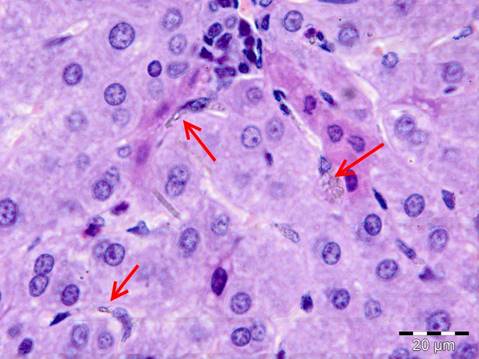 Гликоген в печени гистология. Гистология кролика. Однослойный цилиндрический эпителий канальцев почки кролика. Призматический эпителий почки кролика. Симпласт поперечно полосатая мышечная ткань препарат.