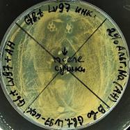 IMAG1541