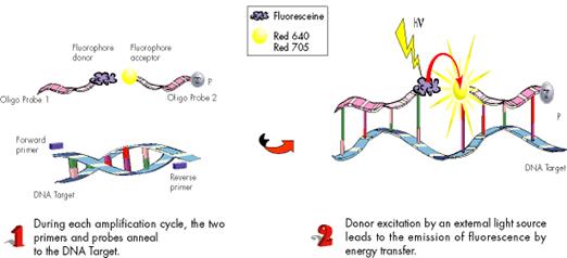 http://molbiol.ru/protocol/12_07_004.gif