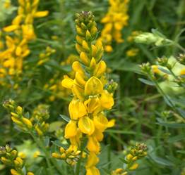 Картинки по запросу Genista tinctoria
