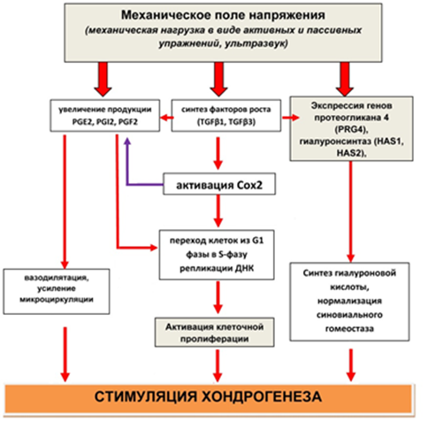 Папульное введение схема