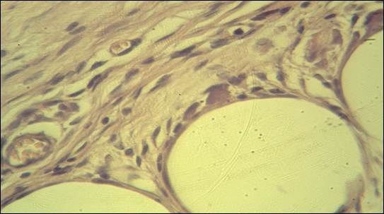 Image-53_2017-03-31 (1)