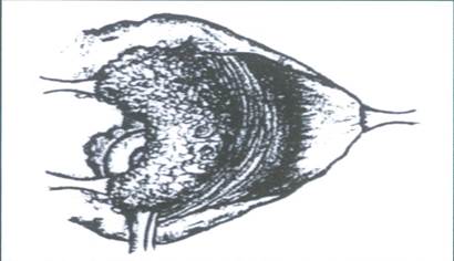 рис2 - 0009