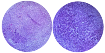 Изображение выглядит как фиолетовый, круг, сфера, Сирень

Содержимое, созданное искусственным интеллектом, может быть неверным.