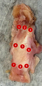 Изображение выглядит как еда, Плоть

Содержимое, созданное искусственным интеллектом, может быть неверным.